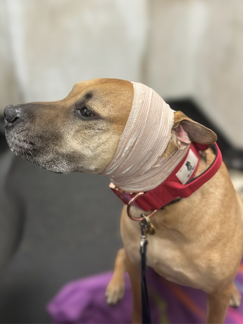 3 A dog with bandages on its head.
