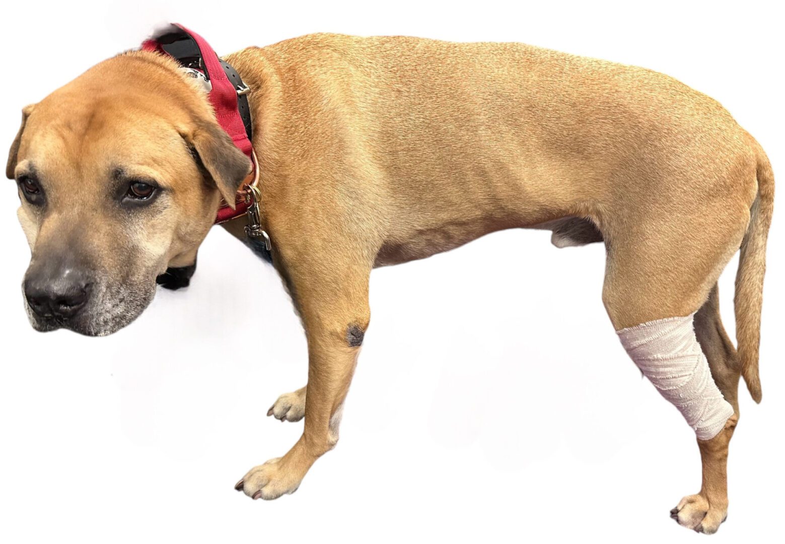 66e850d1168e0_CDCE29B7-65DA-424D-83BE-02E334CC74D4 A brown dog with white spots on its face.